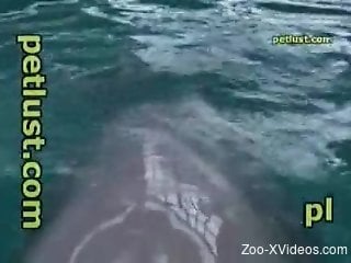 Penis of sea animal becomes harder after touches from man