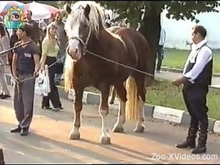 Horse show makes zoo porn lover to crave for sex