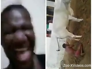 Black dude feels attracted to this cow's pussy